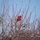 mary_hart