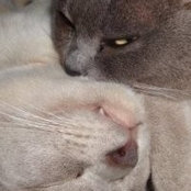 Layla Vardo's photo