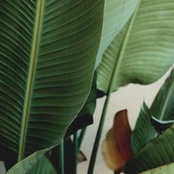 Lillys foto