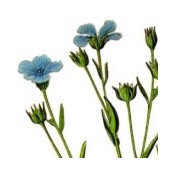linseed67さんの写真