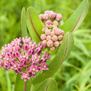 Sullivant's Milkweed