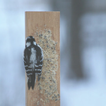 Birds Choice - Only the best for the birds you love!