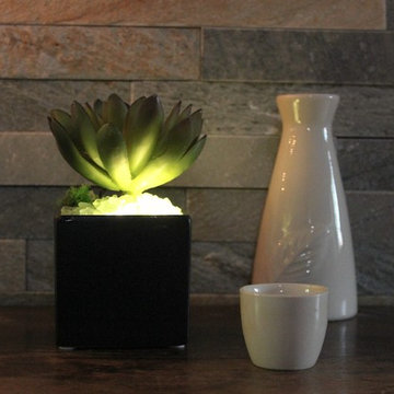 Lumiere - Illuminated Succulents, Echeveria in Black Ceramic