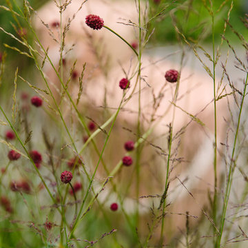 RHS Tatton Park Flower Show