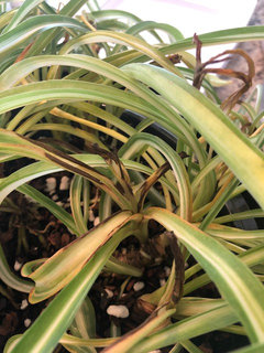 Spider Plant new growth turns black | Houzz Forum