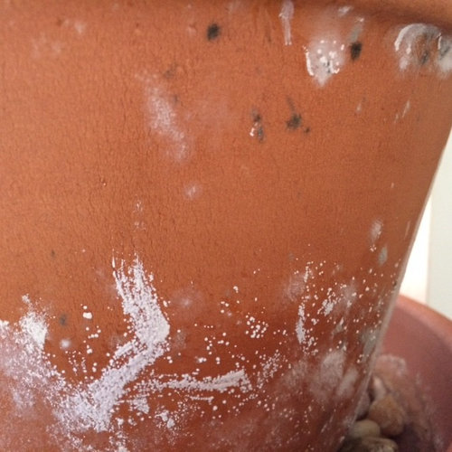 Black, grey, fuzzy mold (not salts!) on terracotta pots