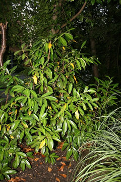 Hilfe ! Unsere letztes Jahr gepflanzte Lorbeerhecke verliert Bltter. |  Houzz