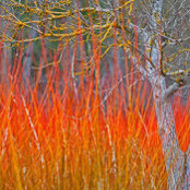 Carolyn Nutt's photo