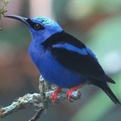Phyllis Whitney's photo