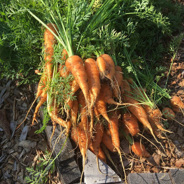 Community Gardens