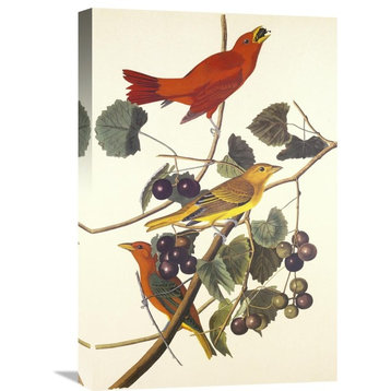 "Summer Red Bird" Stretched Canvas Giclee by John James Audubon, 16"x24"