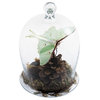 Miniature Bell Jar II