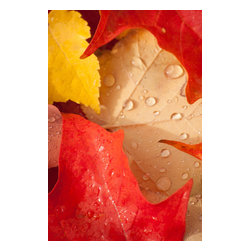 Douglas Page Photographic Arts - Autumn Leaves in Rain, Aluminum, 12"x18" - Prints And Posters