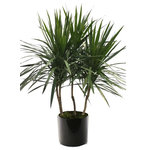Scape Supply - Live 4' Tarzan Staggered Package, Black - The Tarzan Staggered package includes a 4 foot Dracaena Tarzan grown with 3 main branches and a bushy top making a great tree looking option.  The Tarzan is similar to a Marginata with thin spikey leaves and a woody trunk.  They do great with low water and like a medium lit area.  They are easy to maintain and care for and extremely tolerant to a  non plant person.  The package includes our commercial grade planter in a color of your choice, deep dish saucer, and moss covering. The Tarzan lends a nice addition to a modern or southwest interior design style and is also at home with a variety of looks.  The bushy top gives it more volume than the Standard variety fills a space similar to a medium sized bush.   The live tropical plant will arrive cleaned and ready for display in its' new home.