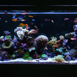 300 Gallon Reef Aquarium - Outdoor Fountains And Ponds