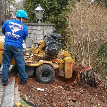 Tree Removal