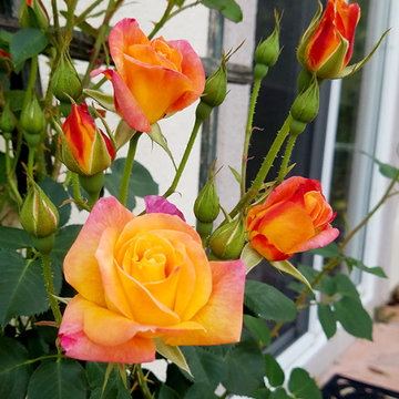 Joseph's Coat Climber Rose