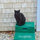 supercat