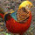 joe_lohnes