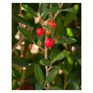 Scarlet S Peak Holly