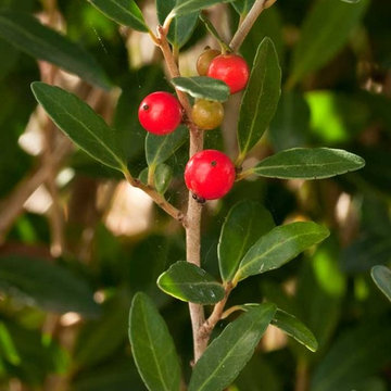 ‘Scarlet’s Peak’ Holly Ilex hybrid 'Scarlet's Peak' PP#20581