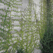 Vines