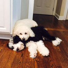 New puppy additions 2017