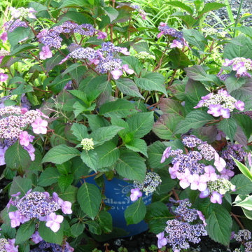 Twist and Shout Hydrangea