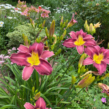 Meadowscaping