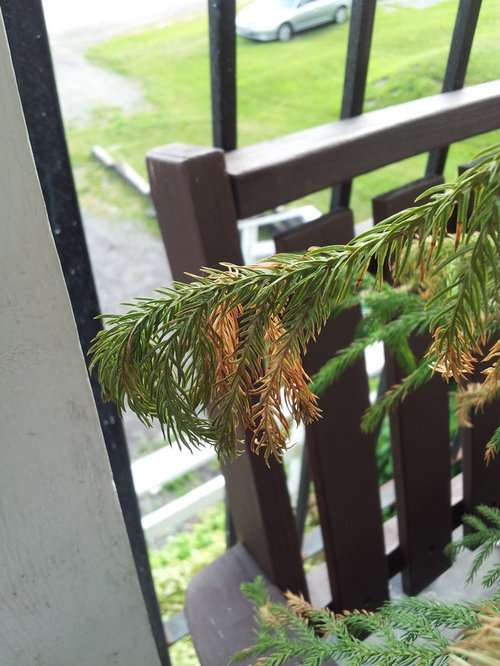 Norfolk Pine turning brown