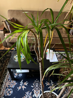 Why is this one upper stem of my Dracaena shriveling? | Houzz Forum