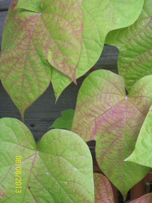 Morning Glory and Moon Flower leaves turning red