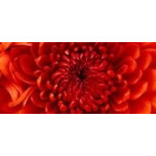 Kim Kellar's photo