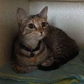 Sierra Pishaki's photo