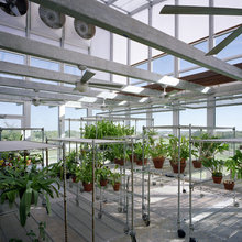 GREENHOUSE