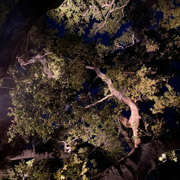 Studio City Hillside Grand Oak Tree Landscape Lighting