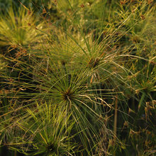 garden_grasses