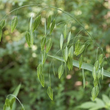 Favorite Garden Plants