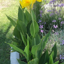 My canna lily garden