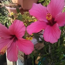 Houseplants