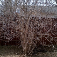 Landscape Ideas