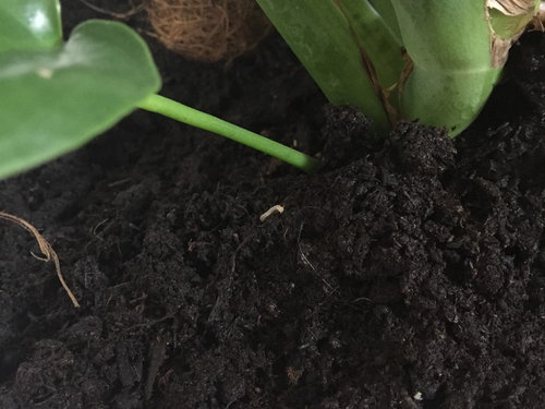 Fast Moving White Bugs In Your Soil