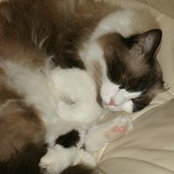 Foto von Twyla Papp