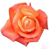 Sarah Ristorcelli's photo