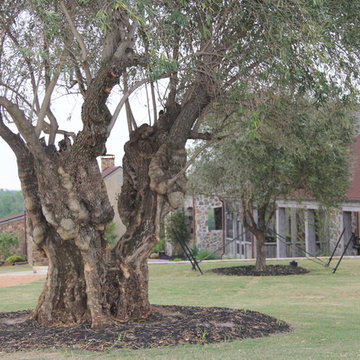 Olive Trees