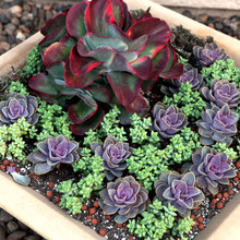 Container garden - succulents