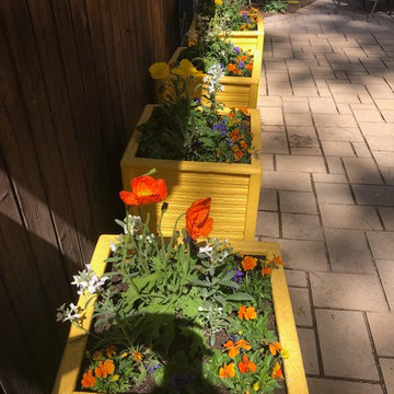 Springtime Flower Boxes