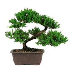 Bonsai Trees For sale - Outdoor Pots And Planters