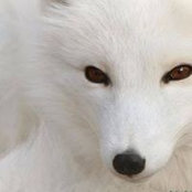 Mariana Vulpe's photo