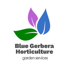 Blue Gerbera Horticulture